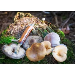 CAO Couteau à champignons